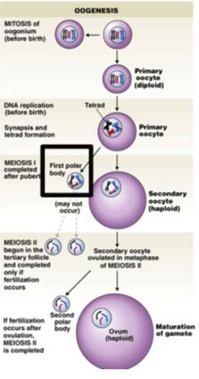 0OGENESIS
MITOSIS of
oogonium
(before birth)
f -
Primary
0ocyte
(diploid)
DNA replication
(before birth)
Tetrad
Synapsis and
tetrad formation
Primary
0ocyte
MEIOSIS I
completed
after puber body
First polar
(may not
occur)
Secondary
0ocyte
(haploid)
MEIOSIS I
begun in the
tertiary follicie
and completed
only if
fertilization
Secondary oocyte
ovulated in metaphase
of MEIOSIS I
occurs
Second
If fertilization polar
body
Maturation
of gamete
occurs after
ovulation,
MEIOSIS II
is completed
Ovum
(haploid)
