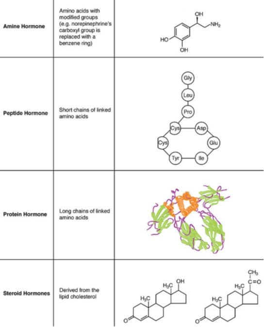 Amino acids with
modified groups
(e.g. norepinephrine's
carboxyl group is
replaced with a
benzene ring)
OH
Amine Hormone
~NH2
но-
OH
Gly)
Leu
Short chains of linked
Peptide Hormone amino acids
Pro
Cys
(Asp
Glu
Tyr
Long chains of linked
amino acids
Protein Hormone
OH
Derived from the
Steroid Hormones ipid cholesterol
