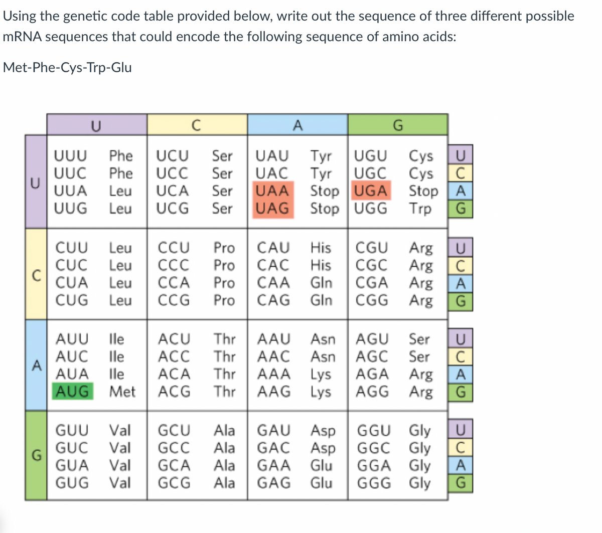 Using the genetic code table provided below, write out the sequence of three different possible
mRNA sequences that could encode the following sequence of amino acids:
Met-Phe-Cys-Trp-Glu
C
A
G
U
C
UUU Phe UCU Ser
UUC Phe UCC Ser
UCA Ser
UUA Leu
UUG Leu UCG Ser
CUU Leu CCU Pro
CUC Leu
CUA Leu
CUG Leu CCG
A
CAU His CGU Arg
CCC Pro CAC His CGC Arg
UAU Tyr UGU Cys U
UAC Tyr UGC Cys C
Stop UGA Stop
Stop UGG
Trp
UAA
A
UAG
G
CCA Pro CAA Gln
Pro CAG
AUU lle
AUC lle
AUA lle
AUG Met ACG
G
등등
Gln
CGA Arg
CGG Arg
ACU Thr AAU Asn AGU Ser
ACC
AAC Asn
AGC Ser
Thr
ACA Thr
Thr
AAA Lys AGA Arg
AAG
Lys
AGG Arg
GUU Val GCU
Ala
GAU Asp
GGU Gly
GGC Gly
GUC Val GCC
Ala
GAC
Asp
GUA Val
GCA
Ala
GAA
Glu GGA Gly
GUG Val
GCG Ala GAG
Glu GGG Gly
U
C
A
G
U
C
A
G
SUAU