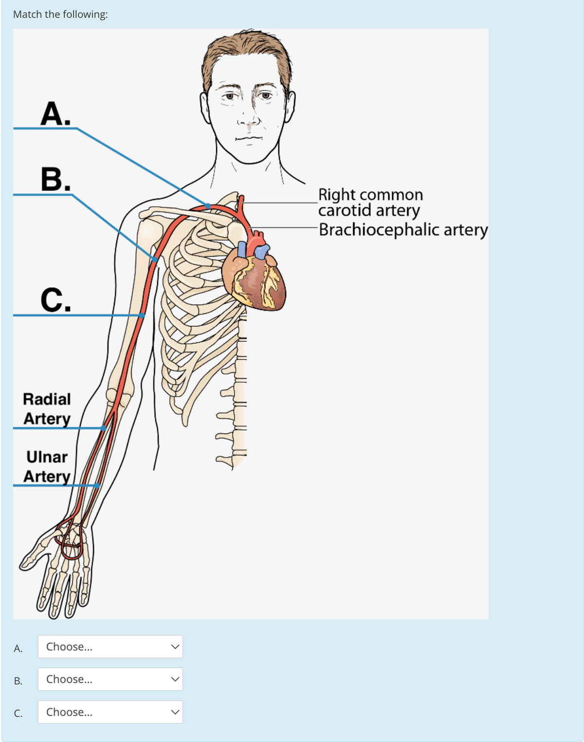 Match the following:
А.
В.
Right common
carotid artery
Brachiocephalic artery
С.
Radial
Artery
Ulnar
Artery
A.
Choose...
В.
Choose...
C.
Choose...
|> >
C.
