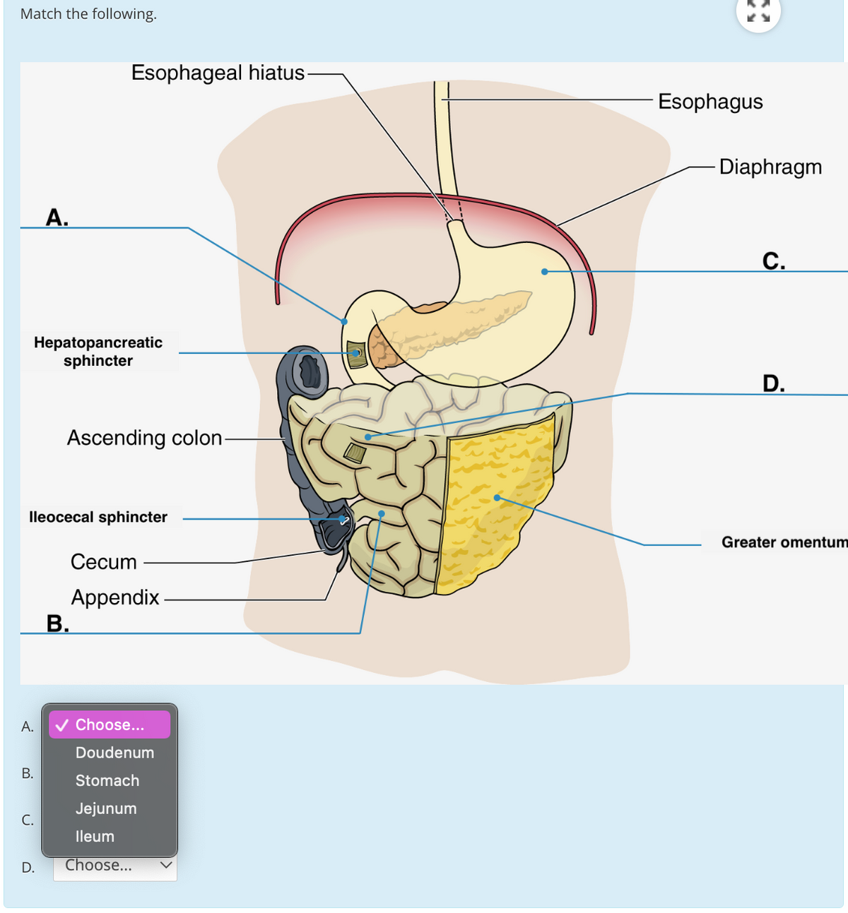 Match the following.
Esophageal hiatus-
Esophagus
Diaphragm
А.
С.
Hepatopancreatic
sphincter
D.
Ascending colon-
lleocecal sphincter
Greater omentum
Cecum
Appendix
В.
V Choose...
Doudenum
Stomach
Jejunum
С.
lleum
D.
Choose...
A.
B.
