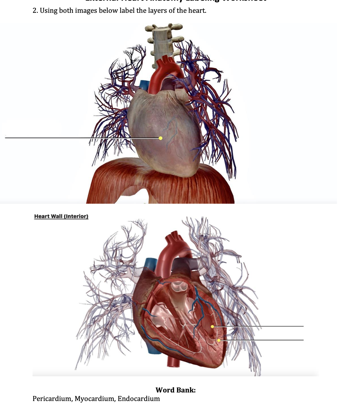 2. Using both images below label the layers of the heart.
Heart Wall (Interior)
Word Bank:
Pericardium, Myocardium, Endocardium
