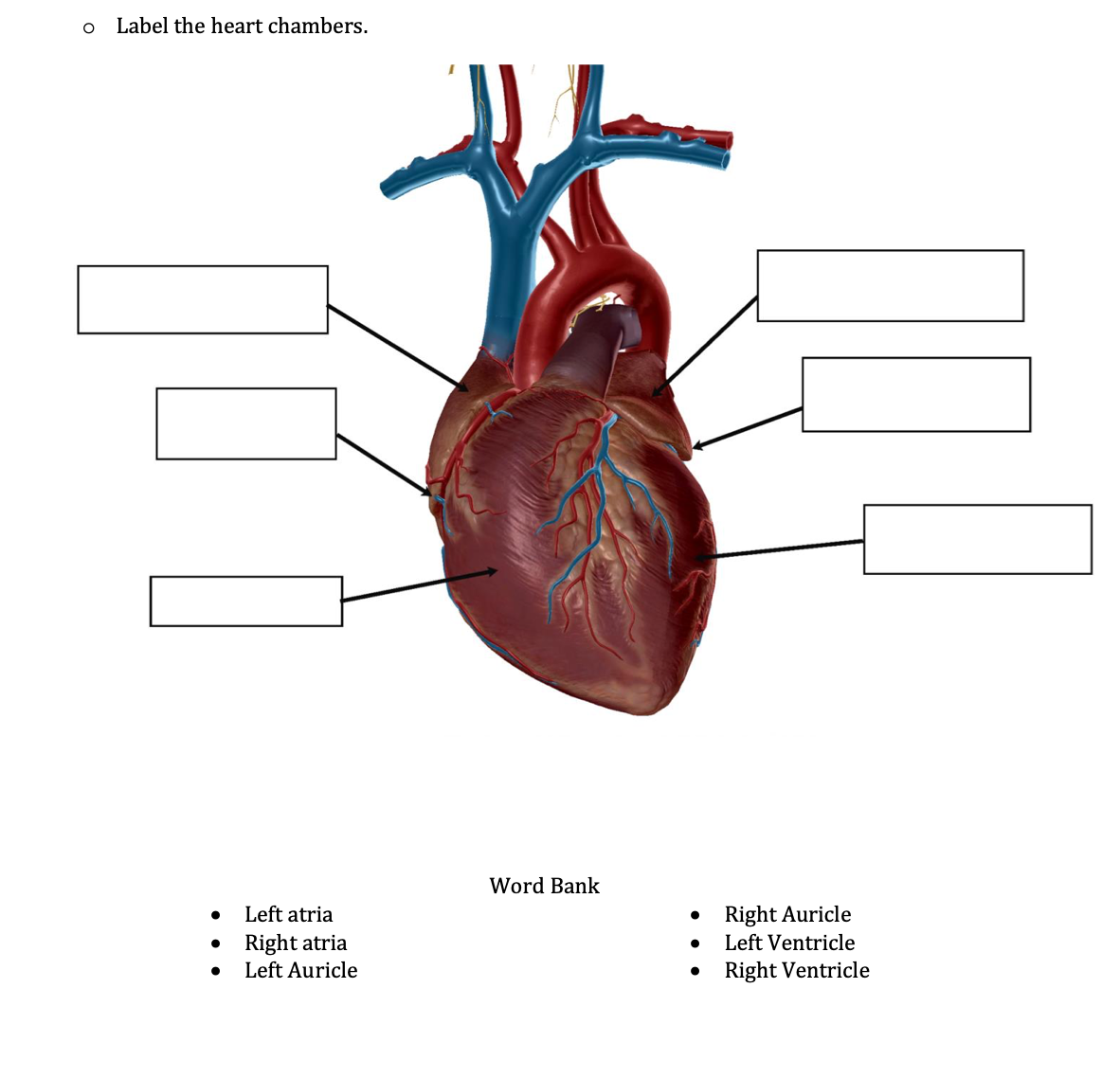 Label the heart chambers.
Word Bank
Left atria
Right Auricle
Right atria
Left Auricle
Left Ventricle
Right Ventricle
