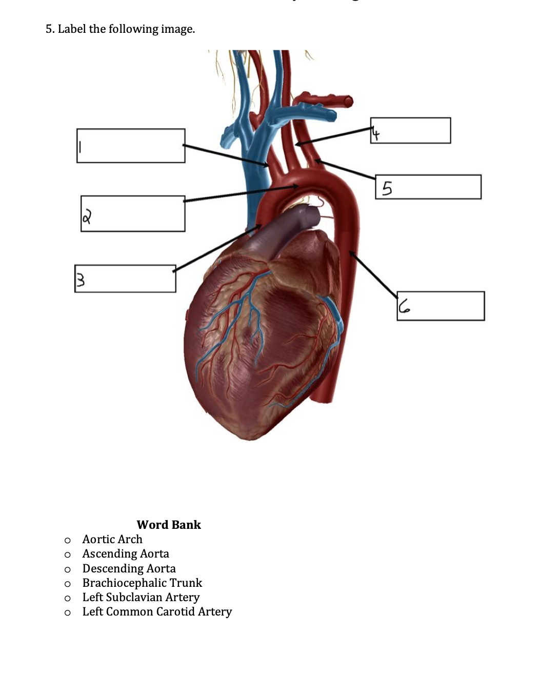 5. Label the following image.
Word Bank
Aortic Arch
o Ascending Aorta
o Descending Aorta
o Brachiocephalic Trunk
Left Subclavian Artery
Left Common Carotid Artery
