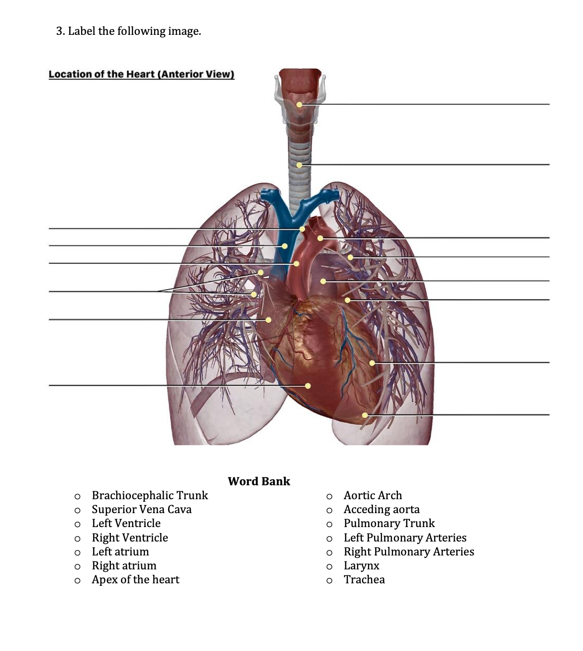 3. Label the following image.
Location of the Heart (Anterior View)
Word Bank
o Brachiocephalic Trunk
o Superior Vena Cava
o Left Ventricle
o Right Ventricle
Left atrium
Aortic Arch
o Acceding aorta
o Pulmonary Trunk
Left Pulmonary Arteries
o Right Pulmonary Arteries
o Larynx
o Trachea
o Right atrium
o Apex of the heart
