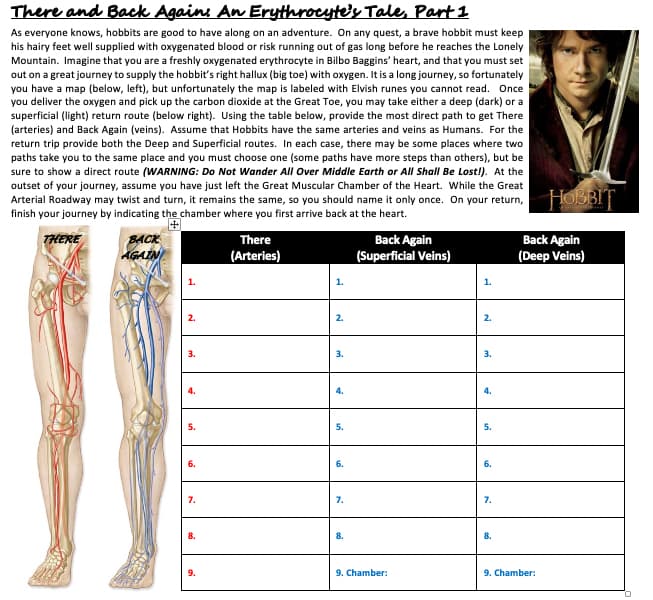 There and Back Again: An Erythrocyte's Tale, Part 1
As everyone knows, hobbits are good to have along on an adventure. On any quest, a brave hobbit must keep
his hairy feet well supplied with oxygenated blood or risk running out of gas long before he reaches the Lonely
Mountain. Imagine that you are a freshly oxygenated erythrocyte in Bilbo Baggins' heart, and that you must set
out on a great journey to supply the hobbit's right hallux (big toe) with oxygen. It is a long journey, so fortunately
you have a map (below, left), but unfortunately the map is labeled with Elvish runes you cannot read. Once
you deliver the oxygen and pick up the carbon dioxide at the Great Toe, you may take either a deep (dark) or a
superficial (light) return route (below right). Using the table below, provide the most direct path to get There
(arteries) and Back Again (veins). Assume that Hobbits have the same arteries and veins as Humans. For the
return trip provide both the Deep and Superficial routes. In each case, there may be some places where two
paths take you to the same place and you must choose one (some paths have more steps than others), but be
sure to show a direct route (WARNING: Do Not Wander All Over Middle Earth or All Shall Be Lost!). At the
outset of your journey, assume you have just left the Great Muscular Chamber of the Heart. While the Great
Arterial Roadway may twist and turn, it remains the same, so you should name it only once. On your return,
finish your journey by indicating the chamber where you first arrive back at the heart.
HOBBIT
中
BACK
AGAIN
Back Again
(Superficial Veins)
THERE
There
Back Again
(Arteries)
(Deep Veins)
1.
1.
2.
2.
2.
3.
3.
3.
4.
4.
4.
5.
5.
6.
6.
6.
7.
7.
7.
8.
8.
8.
9.
9. Chamber:
9. Chamber:
