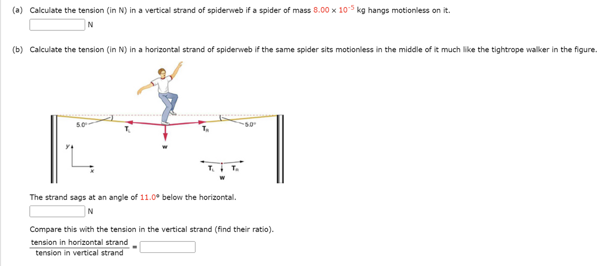 -5
(a) Calculate the tension (in N) in a vertical strand of spiderweb if a spider of mass 8.00 x 105 kg hangs motionless on it.
N
(b) Calculate the tension (in N) in a horizontal strand of spiderweb if the same spider sits motionless in the middle of it much like the tightrope walker in the figure.
5.0⁰
T₁
TR
T₁ ↓
W
TR
The strand sags at an angle of 11.0° below the horizontal.
N
5.0°
Compare this with the tension in the vertical strand (find their ratio).
tension in horizontal strand
tension in vertical strand