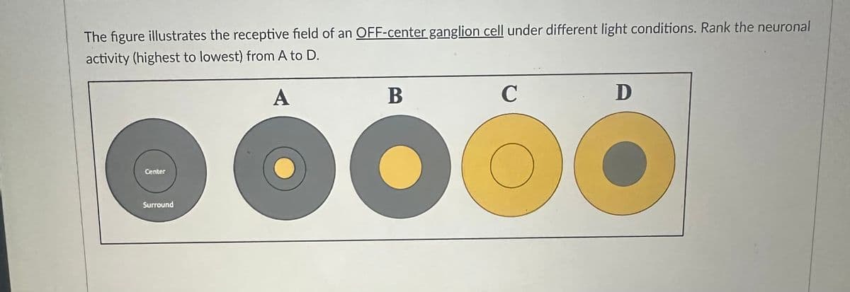 The figure illustrates the receptive field of an OFF-center ganglion cell under different light conditions. Rank the neuronal
activity (highest to lowest) from A to D.
A
Center
Surround
B
D
C
OOOO