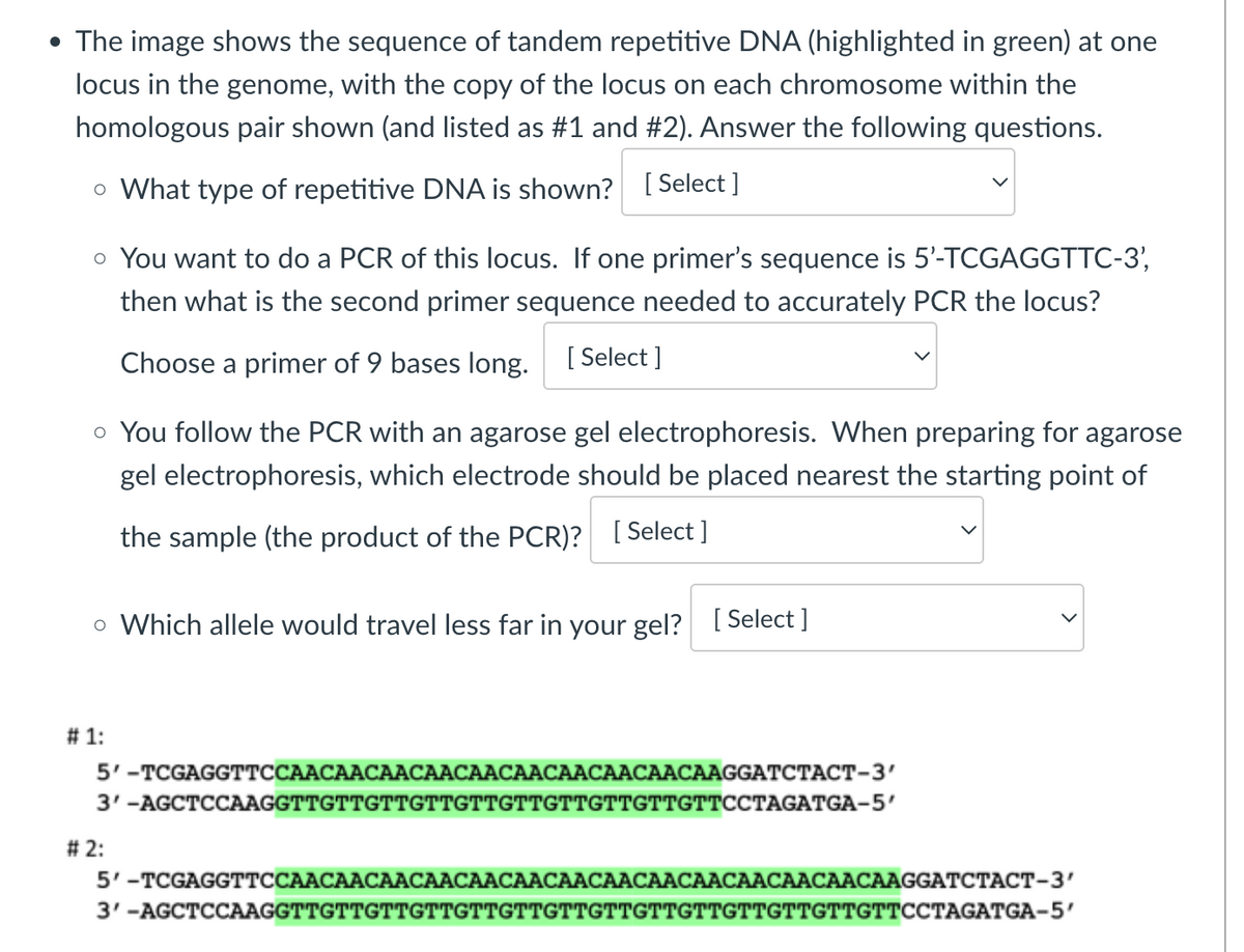 • The image shows the sequence of tandem repetitive DNA (highlighted in green) at one
locus in the genome, with the copy of the locus on each chromosome within the
homologous pair shown (and listed as #1 and #2). Answer the following questions.
。 What type of repetitive DNA is shown? [Select]
• You want to do a PCR of this locus. If one primer's sequence is 5'-TCGAGGTTC-3',
then what is the second primer sequence needed to accurately PCR the locus?
Choose a primer of 9 bases long.
[Select]
。 You follow the PCR with an agarose gel electrophoresis. When preparing for agarose
gel electrophoresis, which electrode should be placed nearest the starting point of
the sample (the product of the PCR)? [Select]
。 Which allele would travel less far in your gel? [Select]
#1:
5'-TCGAGGTTCCAACAACAACAACAACAACAACAACAACAAGGATCTACT-3'
3'-AGCTCCAAGGTTGTTGTTGTTGTTGTTGTTGTTGTTGTTCCTAGATGA-5'
#2:
5'-TCGAGGTTCCAACAACAACAACAACAACAACAACAACAACAACAACAACAAGGATCTACT-3'
3'-AGCTCCAAGGTTGTTGTTGTTGTTGTTGTTGTTGTTGTTGTTGTTGTTGTTCCTAGATGA-5'