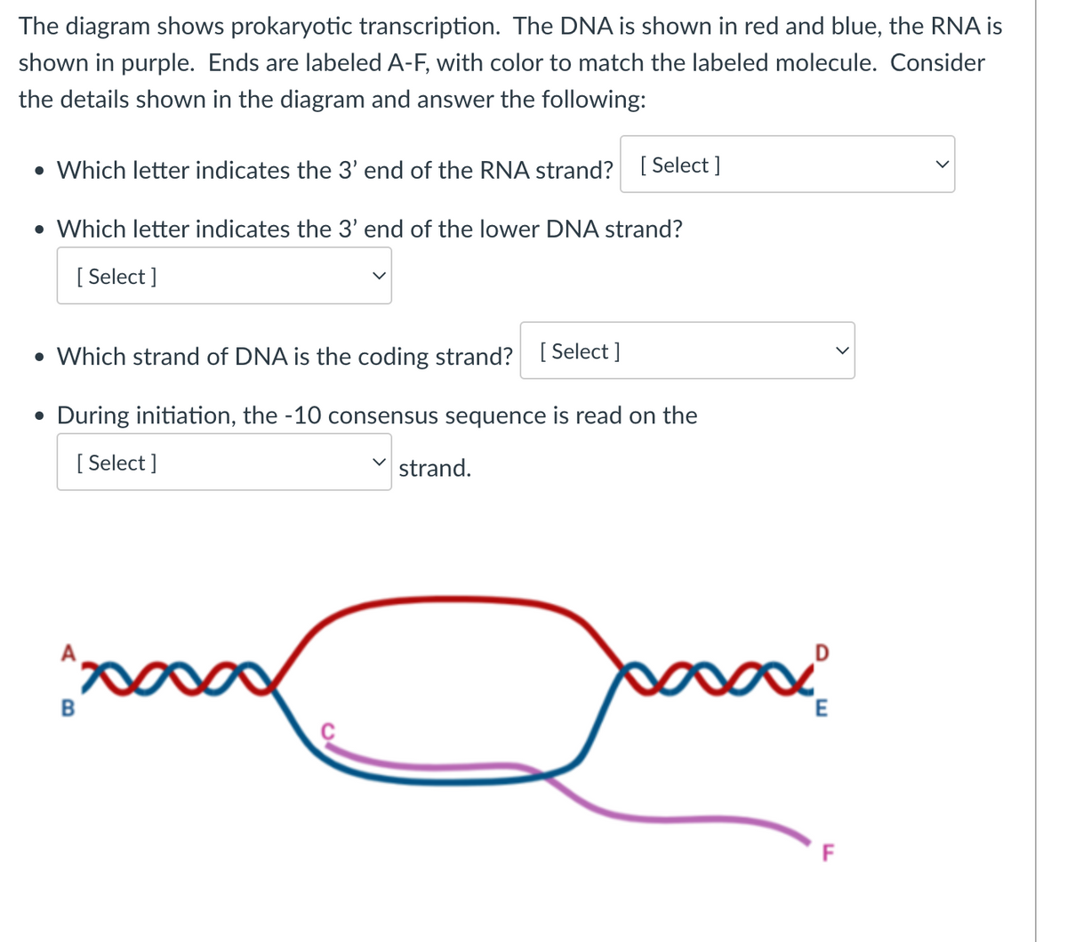 The diagram shows prokaryotic transcription. The DNA is shown in red and blue, the RNA is
shown in purple. Ends are labeled A-F, with color to match the labeled molecule. Consider
the details shown in the diagram and answer the following:
• Which letter indicates the 3' end of the RNA strand? [Select]
• Which letter indicates the 3' end of the lower DNA strand?
[Select]
• Which strand of DNA is the coding strand? [Select]
During initiation, the -10 consensus sequence is read on the
[Select]
strand.
B
E
F
