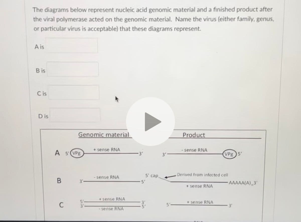 The diagrams below represent nucleic acid genomic material and a finished product after
the viral polymerase acted on the genomic material. Name the virus (either family, genus,
or particular virus is acceptable) that these diagrams represent.
A is
B is
C is
Dis
Genomic material
Product
+ sense RNA
A 5' VPB
-sense RNA
3'
VPg 5'
-sense RNA
5' cap
Derived from infected cell
B
3'
5'
AAAAA(A) 3
+ sense RNA
C
+ sense RNA
-sense RNA
+sense RNA
5'
3'