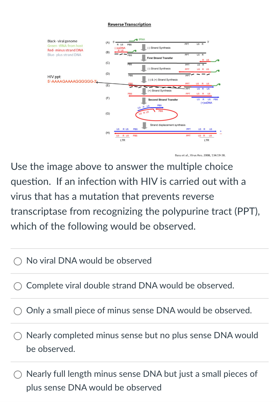Reverse Transcription
Black-viral genome
IRNA
(A)
Green-tRNA from host
R US PBS
(-)ssDNA
PPT
U3 R
(-) Strand Synthesis
Red- minus strand DNA
(B)
Blue-plus strand DNA
PPT
First Strand Transfer
RUS
(C)
U3R
(-) Strand Synthesis
PPT
US R US
(D)
HIV ppt:
PBS
5'-AAAAGAAAAGGGGGG-32
(-) & (+) Strand Synthesis
(E)
US R US
(+) Strand Synthesis
PPT
PPT
(F)
U3 R US
Second Strand Transfer
U3 R US
PBS
-
US PBS
R US
(+)ssDNA
(G)
US R US
(H)
LTR
Strand displacement synthesis
PPT
PPT
US R US
LTR
Basu et al., Virus Res. 2008, 134:19-38.
Use the image above to answer the multiple choice
question. If an infection with HIV is carried out with a
virus that has a mutation that prevents reverse
transcriptase from recognizing the polypurine tract (PPT),
which of the following would be observed.
No viral DNA would be observed
Complete viral double strand DNA would be observed.
Only a small piece of minus sense DNA would be observed.
Nearly completed minus sense but no plus sense DNA would
be observed.
Nearly full length minus sense DNA but just a small pieces of
plus sense DNA would be observed