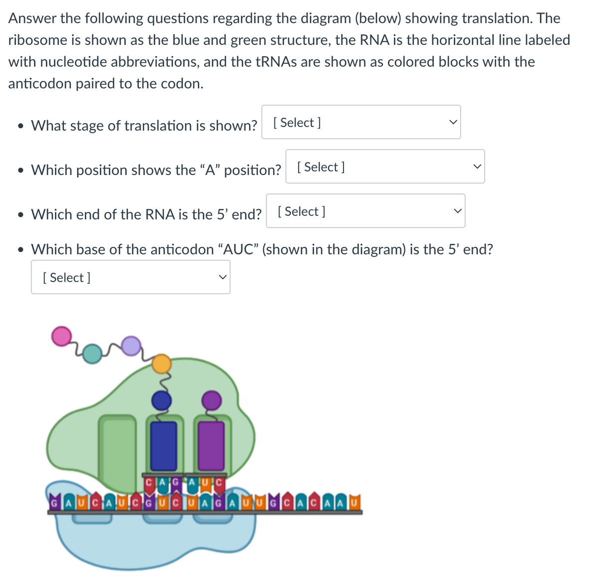 Answer the following questions regarding the diagram (below) showing translation. The
ribosome is shown as the blue and green structure, the RNA is the horizontal line labeled
with nucleotide abbreviations, and the tRNAs are shown as colored blocks with the
anticodon paired to the codon.
• What stage of translation is shown?
[Select]
• Which position shows the "A" position? [
[Select]
• Which end of the RNA is the 5' end? [Select]
• Which base of the anticodon "AUC" (shown in the diagram) is the 5' end?
[Select]
CAG
GAUCAUCGUCUAGAUUGCACAAU