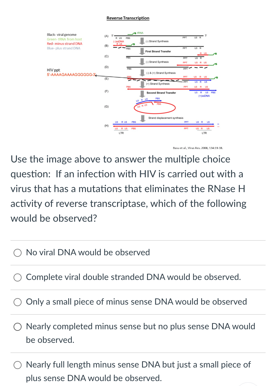 Reverse Transcription
Black-viral genome
IRNA
(A)
Green-tRNA from host
R US PBS
PPT
Red-minus strand DNA
(-)ssDNA
(-) Strand Synthesis
(B)
Blue-plus strand DNA
PPT
U3
First Strand Transfer
(C)
PUG
PPT
U3 R
(-) Strand Synthesis
PPT
US R US
(D)
HIV ppt:
PBS
PPT
5'-AAAAGAAAAGGGGGG-34
(-) & (+) Strand Synthesis
(E)
PPT
(+) Strand Synthesis
PPT
US R US
(F)
Second Strand Transfer
(+)ssDNA
PBS
(G)
U3 R US
PBS
(H)
Strand displacement synthesis
US R US PBS
PPT
U3 R US
US R US PBS
LTR
PPT
LTR
Basu et al., Virus Res. 2008, 134:19-38.
Use the image above to answer the multiple choice
question: If an infection with HIV is carried out with a
virus that has a mutations that eliminates the RNase H
activity of reverse transcriptase, which of the following
would be observed?
No viral DNA would be observed
Complete viral double stranded DNA would be observed.
Only a small piece of minus sense DNA would be observed
Nearly completed minus sense but no plus sense DNA would
be observed.
Nearly full length minus sense DNA but just a small piece of
plus sense DNA would be observed.
