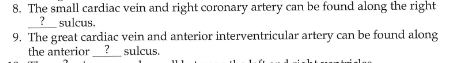 8. The small cardiac vein and right coronary artery can be found along the right
? sulcus.
9. The great cardiac vein and anterior interventricular artery can be found along
the anterior ? sulcus.
