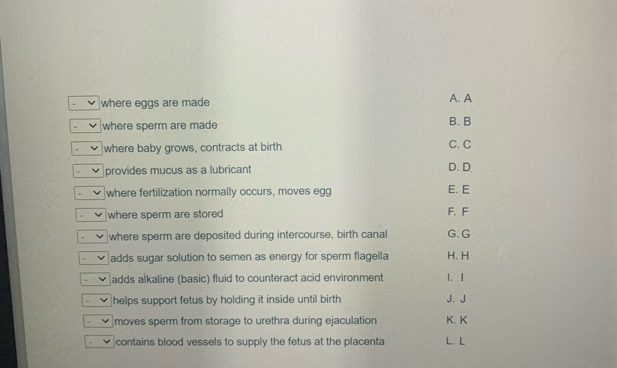 v where eggs are made
А. А
В. В
v where sperm are made
v where baby grows, contracts at birth
С. С
v provides mucus as a lubricant
D. D
v where fertilization normally occurs, moves egg
Е. Е
where sperm are stored
F. F
G.G
where sperm are deposited during intercourse, birth canal
v adds sugar solution to semen as energy for sperm flagella
Н. Н
v adds alkaline (basic) fluid to counteract acid environment
1. I
helps support fetus by holding it inside until birth
J. J
moves sperm from storage to urethra during ejaculation
К. К
v contains blood vessels to supply the fetus at the placenta
L. L
