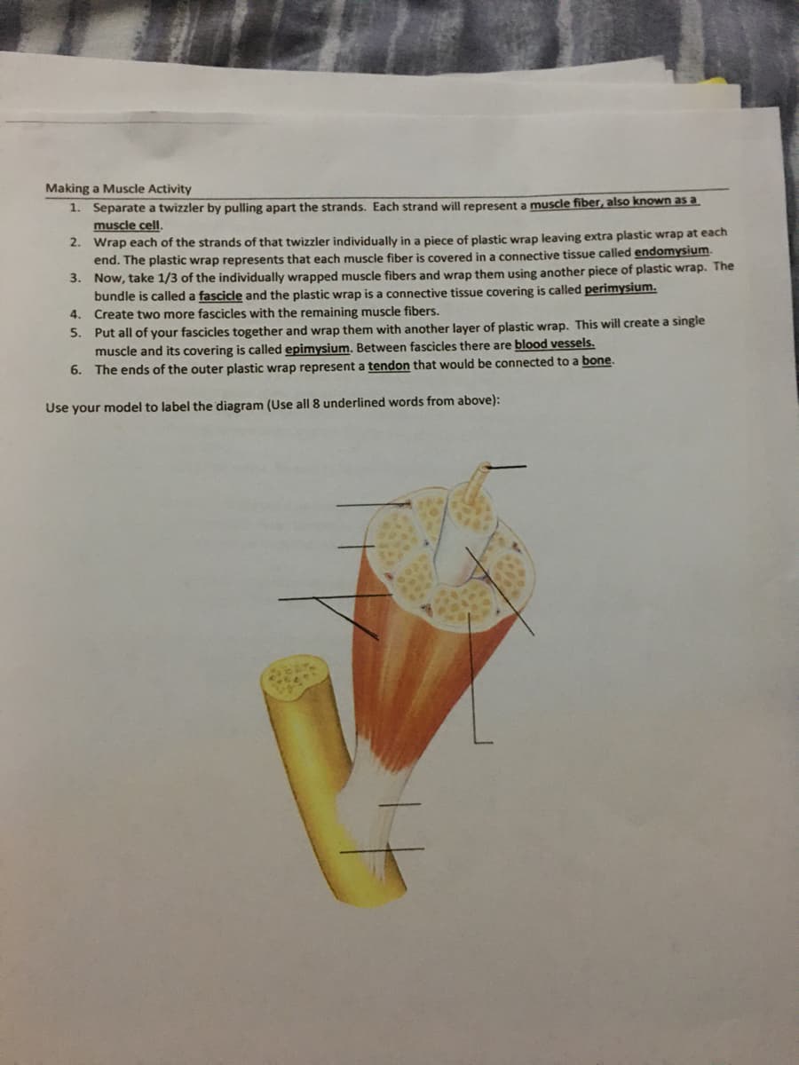 Making a Muscle Activity
1. Separate a twizzler by pulling apart the strands. Each strand will represent a muscle fiber, also known as a
muscle cell.
2. Wrap each of the strands of that twizzler individually in a piece of plastic wrap leaving extra plastic wrap at each
end. The plastic wrap represents that each muscle fiber is covered in a connective tissue called endomysium.
3. Now, take 1/3 of the individually wrapped muscle fibers and wrap them using another piece of plastic wrap. The
bundle is called a fascicle and the plastic wrap is a connective tissue covering is called perimysium.
4. Create two more fascicles with the remaining muscle fibers.
5. Put all of your fascicles together and wrap them with another layer of plastic wrap. This will create a single
muscle and its covering is called epimysium. Between fascicles there are blood vessels.
6. The ends of the outer plastic wrap represent a tendon that would be connected to a bone.
Use your model to label the diagram (Use all 8 underlined words from above):
