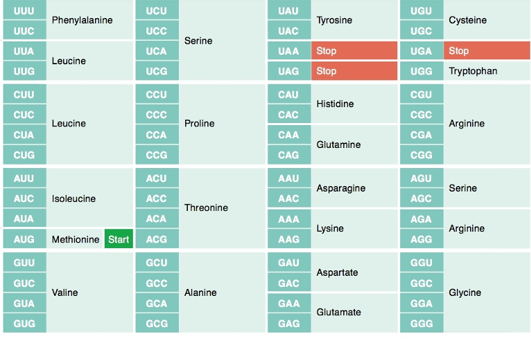 UUU
UCU
UAU
UGU
Phenylalanine
Tyrosine
Cysteine
UUC
Uc
UAC
UGC
Serine
UUA
UCA
UAA
Stop
UGA
Stop
Leucine
UUG
UCG
UAG
Stop
UGG
Tryptophan
CUU
ccu
CAU
CGU
Histidine
Cuc
cc
САС
CGC
Leucine
Proline
Arginine
CUA
CA
CAA
CGA
Glutamine
CUG
ccG
CAG
CG
AUU
ACU
AAU
AGU
Asparagine
Serine
AUC
Isoleucine
ACC
AAC
AGC
Threonine
AUA
ACA
AAA
AGA
Lysine
Arginine
AUG Methionine Start
ACG
AAG
AGG
GUU
GCU
GAU
GGU
Aspartate
GUC
GCC
GAC
GGC
Valine
Alanine
Glycine
GUA
GCA
GAA
GGA
Glutamate
GUG
GCG
GAG
GGG
