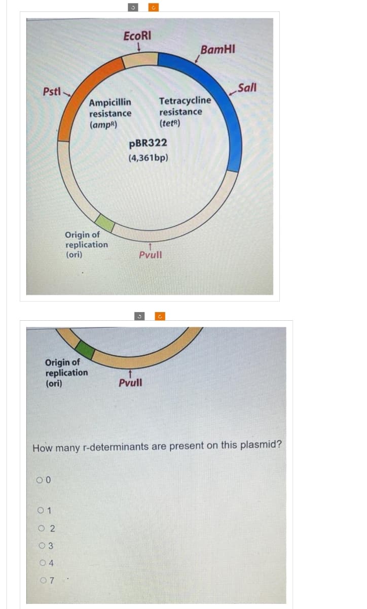 ECORI
BamHI
Pstl
Sall
Ampicillin
resistance
(атpя)
Tetracycline
resistance
(tetR)
PBR322
(4,361bp)
Origin of
replication
(ori)
Pvull
Origin of
replication
(ori)
Pvull
How many r-determinants are present on this plasmid?
0 1
O 2
O 3
O 4
07

