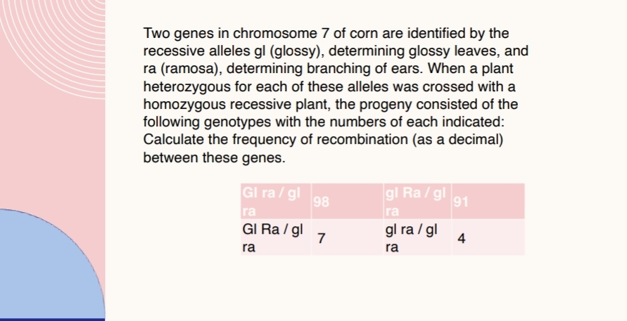 Two genes in chromosome 7 of corn are identified by the
recessive alleles gl (glossy), determining glossy leaves, and
ra (ramosa), determining branching of ears. When a plant
heterozygous for each of these alleles was crossed with a
homozygous recessive plant, the progeny consisted of the
following genotypes with the numbers of each indicated:
Calculate the frequency of recombination (as a decimal)
between these genes.
Gl ra / gl
ra
Gl Ra/gl
ra
98
7
gl Ra/gl
ra
gl ra / gl
ra
91
4