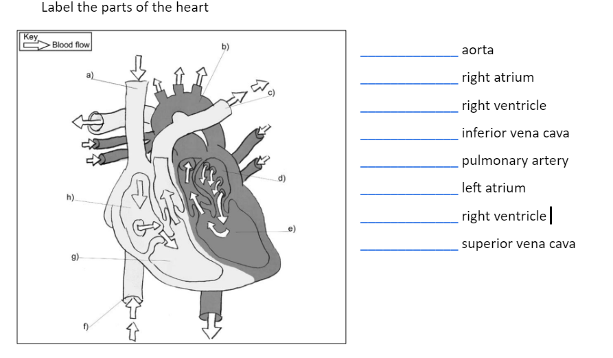 Key
Label the parts of the heart
Blood flow
h).
d)
aorta
right atrium
right ventricle
inferior vena cava
pulmonary artery
left atrium
right ventricle |
superior vena cava
g)
f)