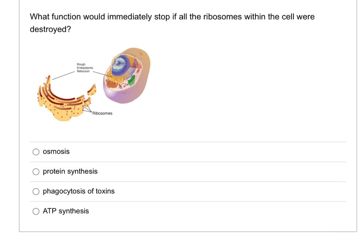 What function would immediately stop if all the ribosomes within the cell were
destroyed?
Rough
Endoplasmic
Reticulum
Ribosomes
osmosis
protein synthesis
phagocytosis of toxins
ATP synthesis
