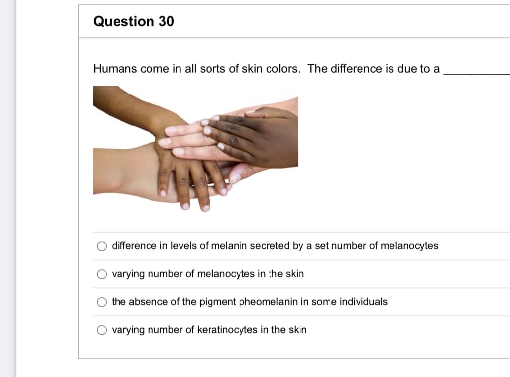 Question 30
Humans come in all sorts of skin colors. The difference is due to a
O difference in levels of melanin secreted by a set number of melanocytes
varying number of melanocytes in the skin
the absence of the pigment pheomelanin in some individuals
O varying number of keratinocytes in the skin
