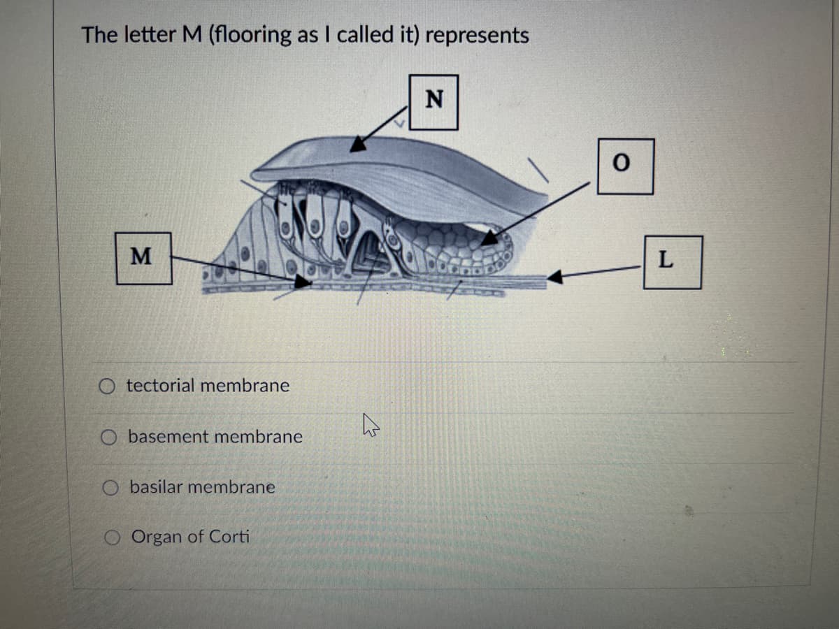 The letter M (flooring as I called it) represents
M
L
O tectorial membrane
O basement membrane
O basilar membrane
O Organ of Corti
