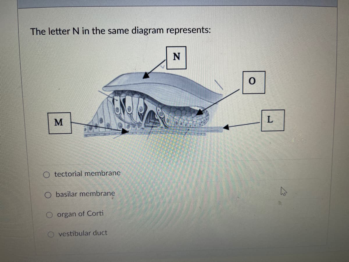 The letter N in the same diagram represents:
N
M
tectorial membrane
basilar membrane
organ of Corti
vestibular duct
