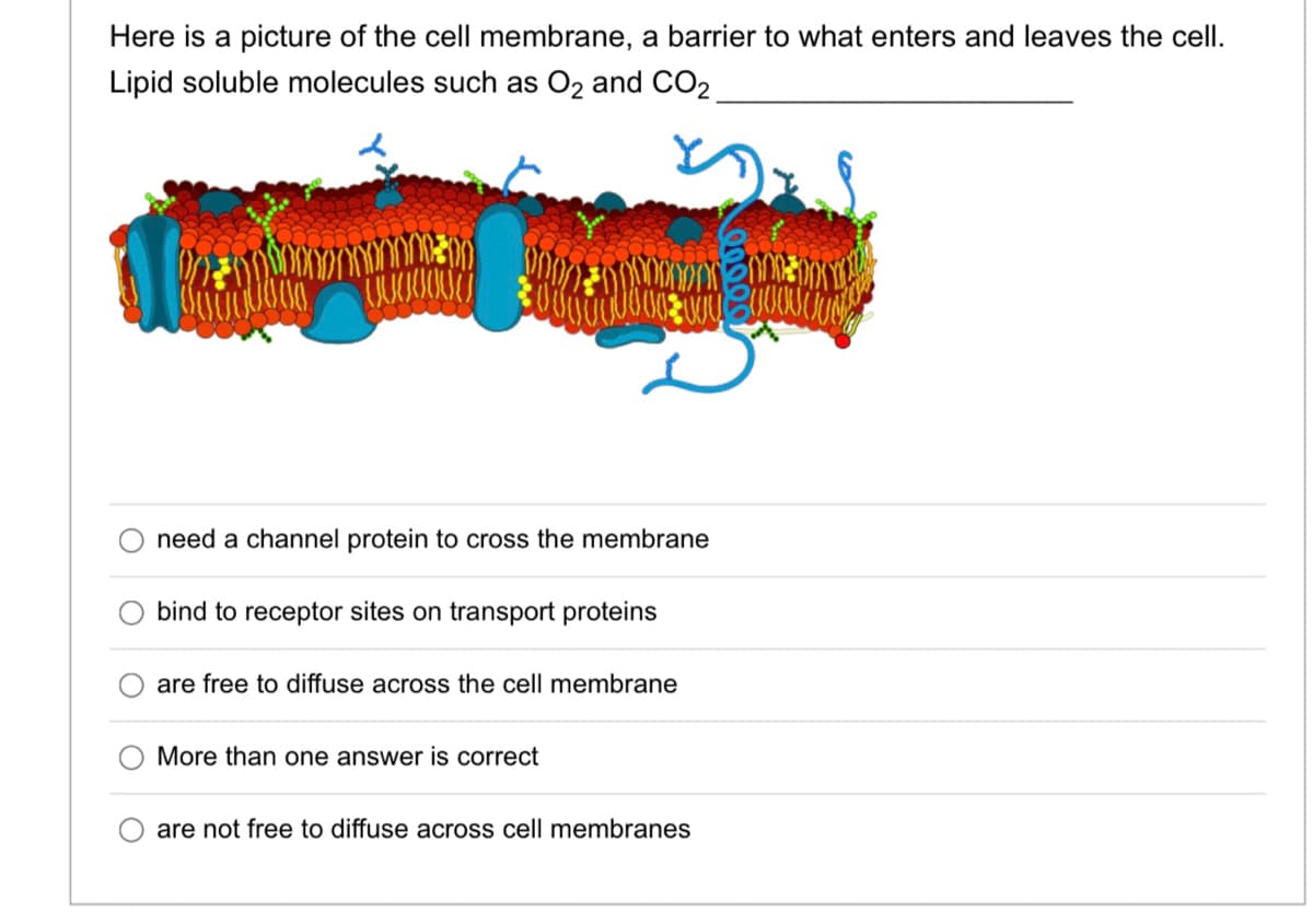 Here is a picture of the cell membrane, a barrier to what enters and leaves the cell.
Lipid soluble molecules such as O2 and CO2
need a channel protein to cross the membrane
bind to receptor sites on transport proteins
are free to diffuse across the cell membrane
More than one answer is correct
are not free to diffuse across cell membranes
