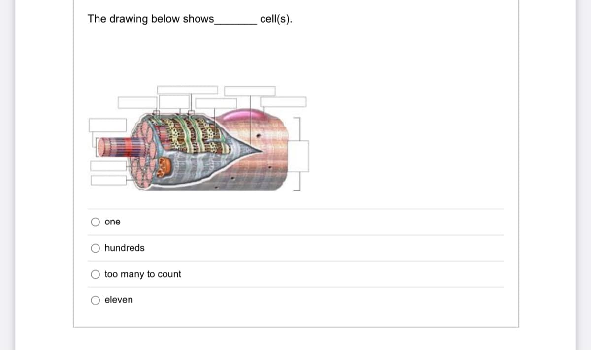 The drawing below shows
cell(s).
one
O hundreds
too many to count
O eleven
