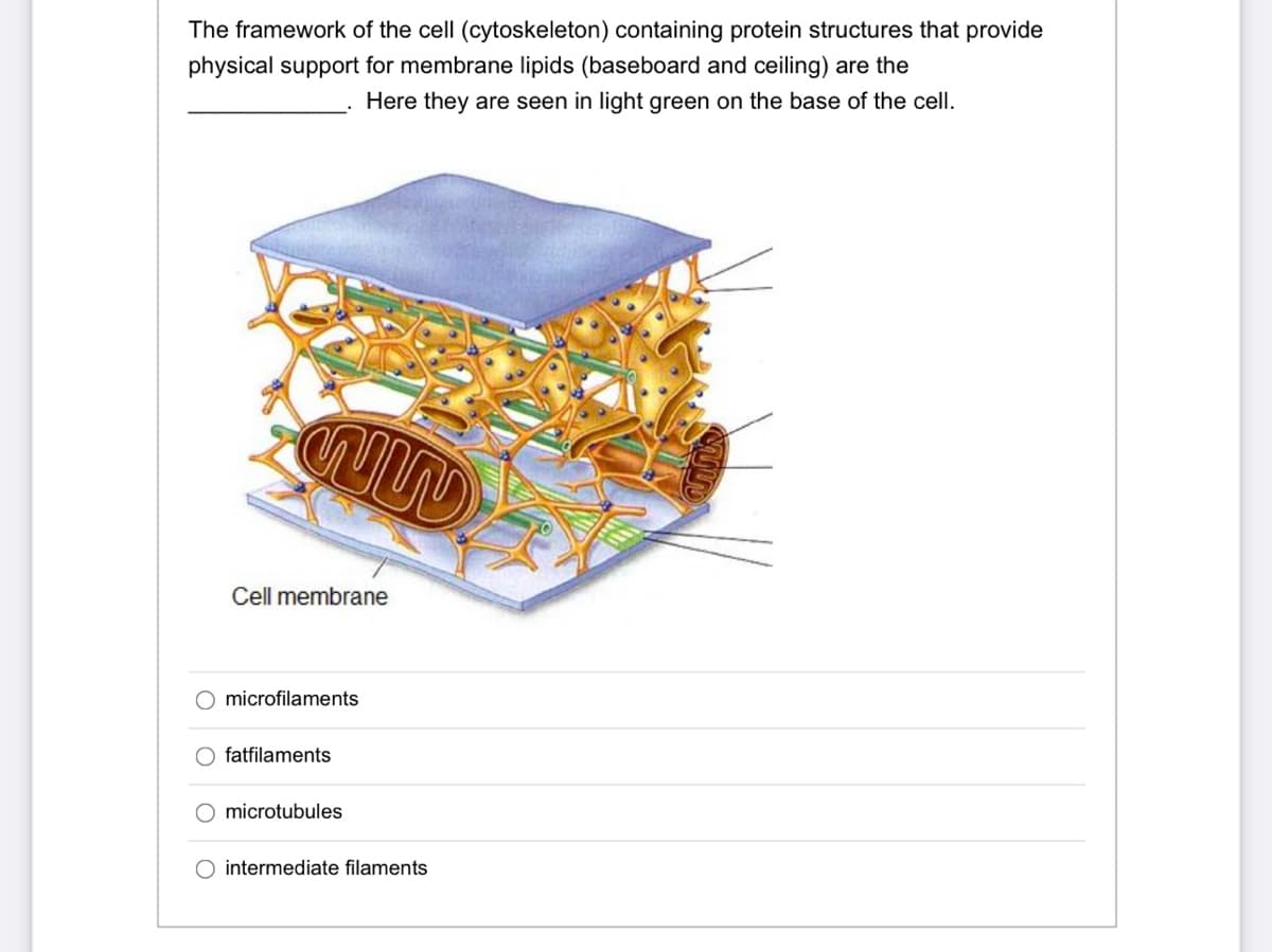 The framework of the cell (cytoskeleton) containing protein structures that provide
physical support for membrane lipids (baseboard and ceiling) are the
Here they are seen in light green on the base of the cell.
Cell membrane
microfilaments
fatfilaments
microtubules
intermediate filaments
