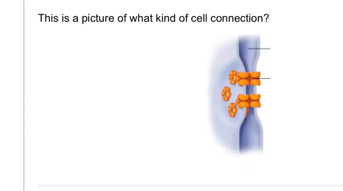 This is a picture of what kind of cell connection?
