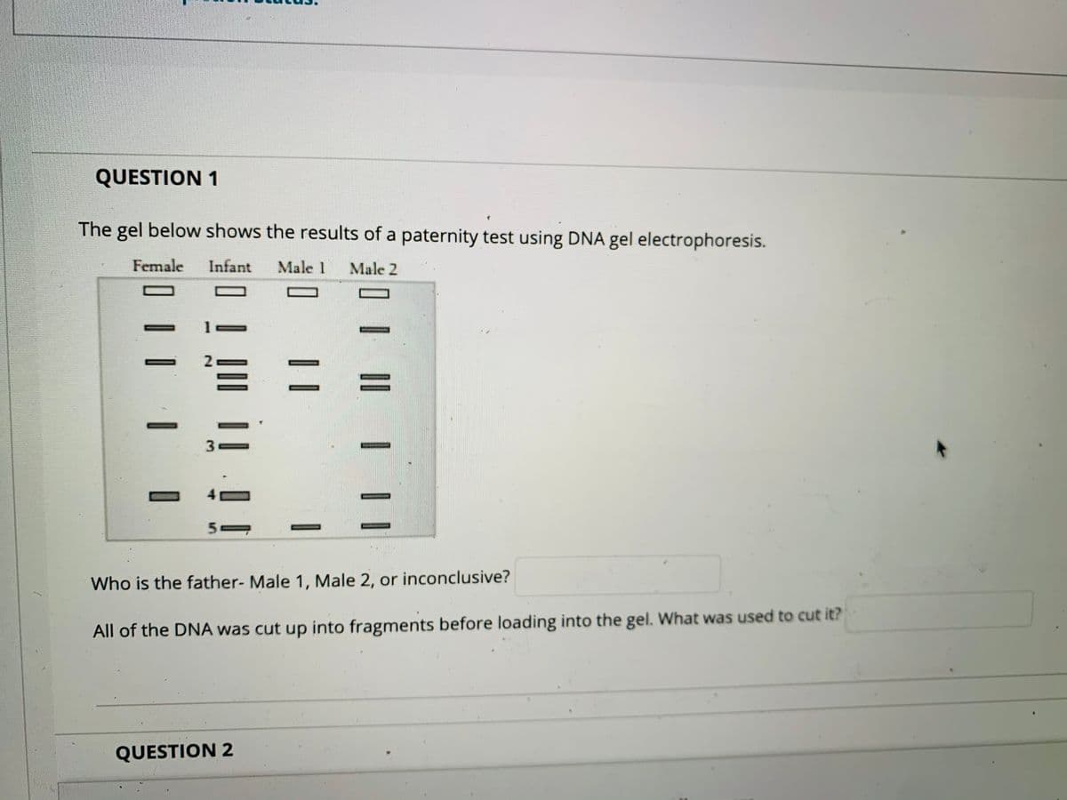 QUESTION 1
The gel below shows the results of a paternity test using DNA gel electrophoresis.
Female
Infant
Male 1
Male 2
Who is the father- Male 1, Male 2, or inconclusive?
All of the DNA was cut up into fragments before loading into the gel. What was used to cut it?
QUESTION 2
II
| ||
