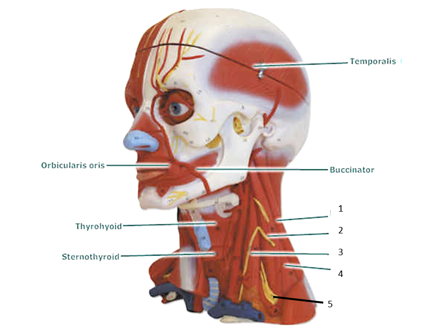 Orbicularis oris
Buccinator
1
Thyrohyoid·
2
3
Sternothyroid-
5
