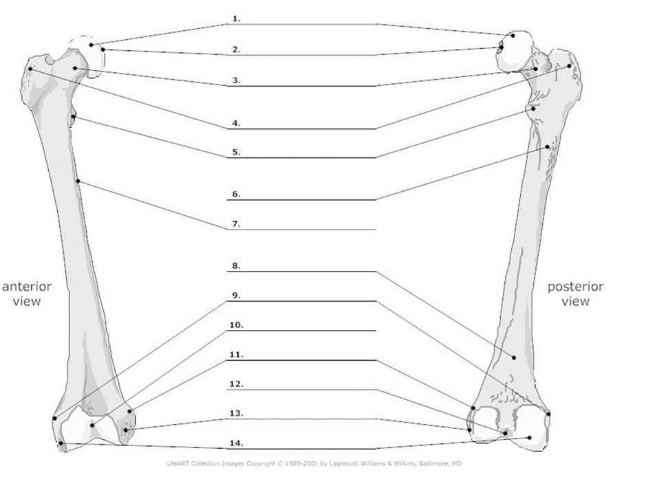 1.
2.
3.
5.
6.
7.
8.
posterior
view
9.
10.
11.
