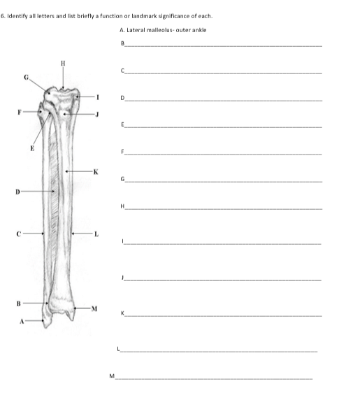 Identify all letters and list briefly a function ar landmark significance of each.
A. Lateral malleolus- outer ankle
D.
K
