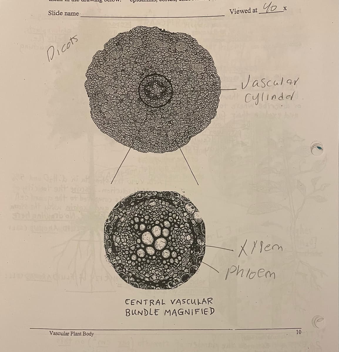 Slide name
Viewed at o x
Dicats
Jascalar
cylinded
Phioem
CENTRAL VASCULAR
BUNDLE MAGNIFIED
Vascular Plant Body
10
