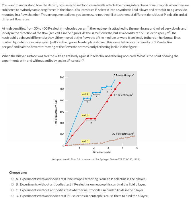 You want to understand how the density of P-selectin in blood vessel walls affects the rolling interactions of neutrophils when they are
subjected to hydrodynamic drag forces in the blood. You introduce P-selectin into a synthetic lipid bilayer and attach it to a glass slide
mounted in a flow chamber. This arrangement allows you to measure neutrophil attachment at different densities of P-selectin and at
different flow rates.
At high densities, from 30 to 400 P-selectin molecules per µm², the neutrophils attached to the membrane and rolled very slowly and
jerkily in the direction of the flow (see cell 1 in the figure). At the same flow rate, but at a density of 15 P-selectins per µm², the
neutrophils behaved differently: they either moved at the flow rate of the medium or were transiently tethered-horizontal lines
marked by t-before moving again (cell 2 in the figure). Neutrophils showed this same behavior at a density of 1 P-selectins
per μm² and half the flow rate: moving at the flow rate or transiently tethering (cell 3 in the figure).
When the bilayer surface was treated with an antibody against P-selectin, no tethering occurred. What is the point of doing the
experiments with and without antibody against P-selectin?
cell displacement (μm)
600
500
400
300
200
100
0
1
cell 2
cell 3
cell 1
2
time (seconds)
15 P-selectins/μm²
1 P-selectin/μm²
30 P-selectins/um²
5
(Adapted from R. Alon, D.A. Hammer and T.A. Springer, Nature 374:539-542, 1995.)
Choose one:
O A. Experiments with antibodies test if neutrophil tethering is due to P-selectins in the bilayer.
O B. Experiments without antibodies test if P-selectins on neutrophils can bind the lipid bilayer.
O C. Experiments without antibodies test whether neutrophils can bind to lipids in the bilayer.
O D. Experiments with antibodies test if P-selectins in neutrophils cause them to bind the bilayer.