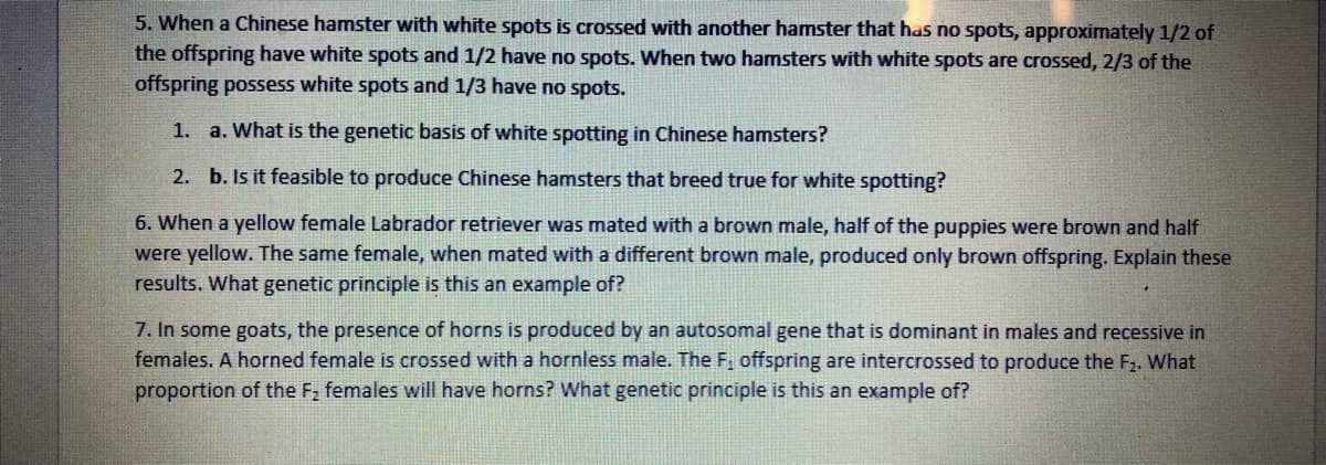 5. When a Chinese hamster with white spots is crossed with another hamster that has no spots, approximately 1/2 of
the offspring have white spots and 1/2 have no spots. When two hamsters with white spots are crossed, 2/3 of the
offspring possess white spots and 1/3 have no spots.
1. a. What is the genetic basis of white spotting in Chinese hamsters?
2. b. Is it feasible to produce Chinese hamsters that breed true for white spotting?
6. When a yellow female Labrador retriever was mated with a brown male, half of the puppies were brown and half
were yellow. The same female, when mated with a different brown male, produced only brown offspring. Explain these
results. What genetic principle is this an example of?
7. In some goats, the presence of horns is produced by an autosomal gene that is dominant in males and recessive in
females. A horned female is crossed with a hornless male. The F, offspring are intercrossed to produce the F2. What
proportion of the F2 females will have horns? What genetic principle is this an example of?
