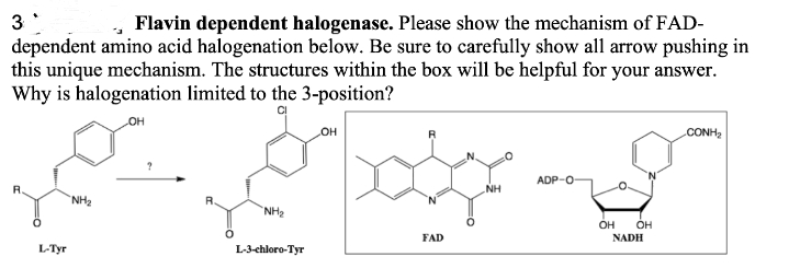 3
Flavin dependent halogenase. Please show the mechanism of FAD-
dependent amino acid halogenation below. Be sure to carefully show all arrow pushing in
this unique mechanism. The structures within the box will be helpful for your answer.
Why is halogenation limited to the 3-position?
OH
R.
NH₂
L-Tyr
R
کی۔ میله ای
"NH₂
L-3-chloro-Tyr
OH
FAD
NH
ADP-O
OH OH
NADH
CONH₂