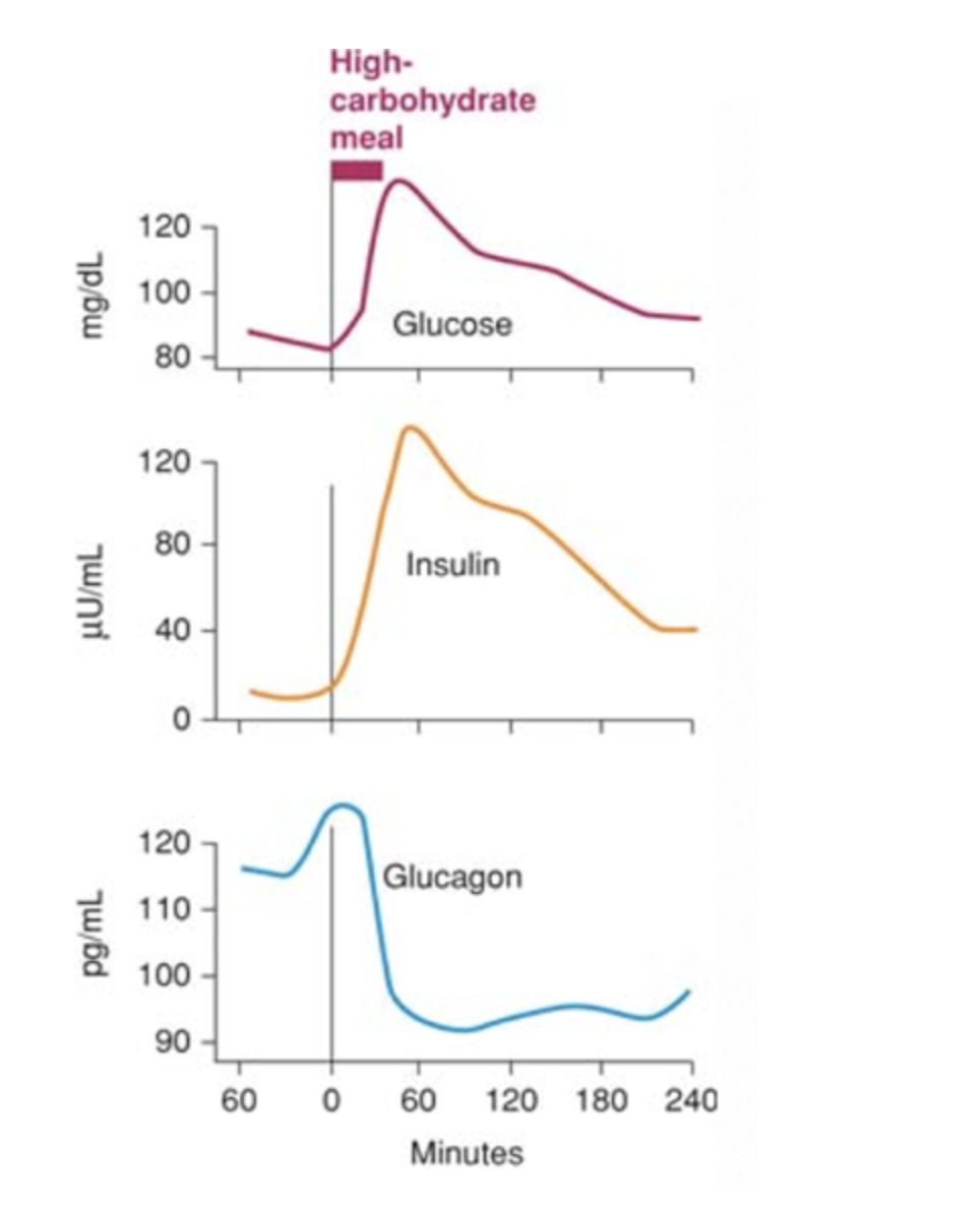 High-
carbohydrate
meal
120
100
Glucose
80
120
80 -
Insulin
40
120
Glucagon
110
100 -
90
60
60
120 180 240
Minutes
pg/mL
mg/dL
