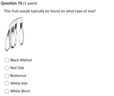 Question 76 (1 point)
This fruit would typically be found on what type of tree?
Black Walnut
Red Oak
Butternut
White Ash
White Birch