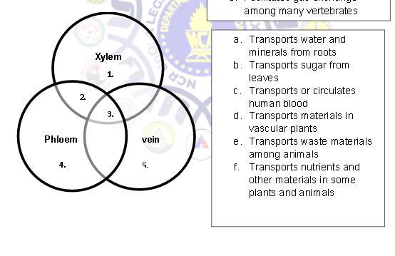 Phloem
4.
2
Xylem
1.
3.
LEG
DEPARTA
vein
N
among many vertebrates
a. Transports water and
minerals from roots
b. Transports sugar from
leaves
c. Transports or circulates
human blood
d. Transports materials in
vascular plants
e. Transports waste materials
among animals
f. Transports nutrients and
other materials in some
plants and animals