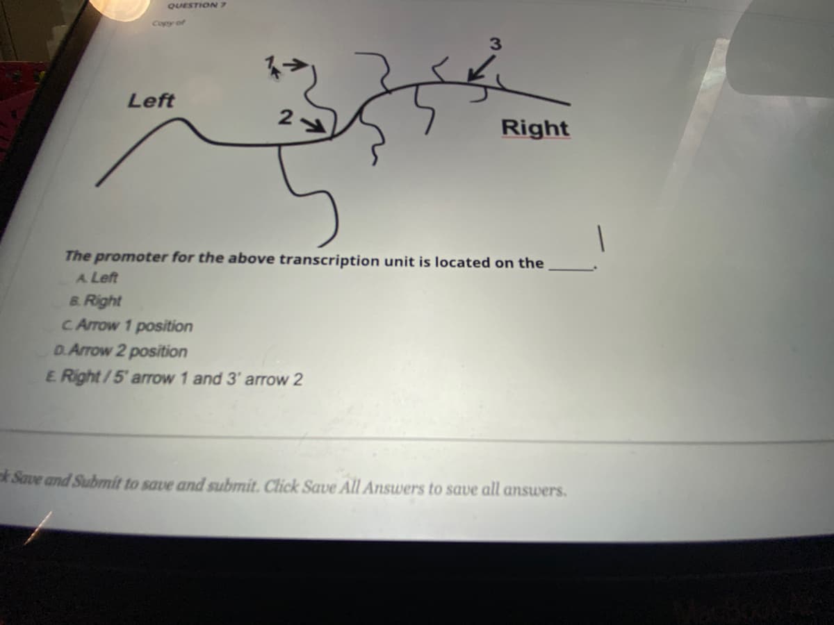 QUESTION 7
Copy of
Left
Right
The promoter for the above transcription unit is located on the
A Left
B. Right
C Arrow 1 position
D.Arrow 2 position
E Right/5' arrow 1 and 3' arrow 2
Save and Submit to save and submit. Click Save All Answers to save all answers.
