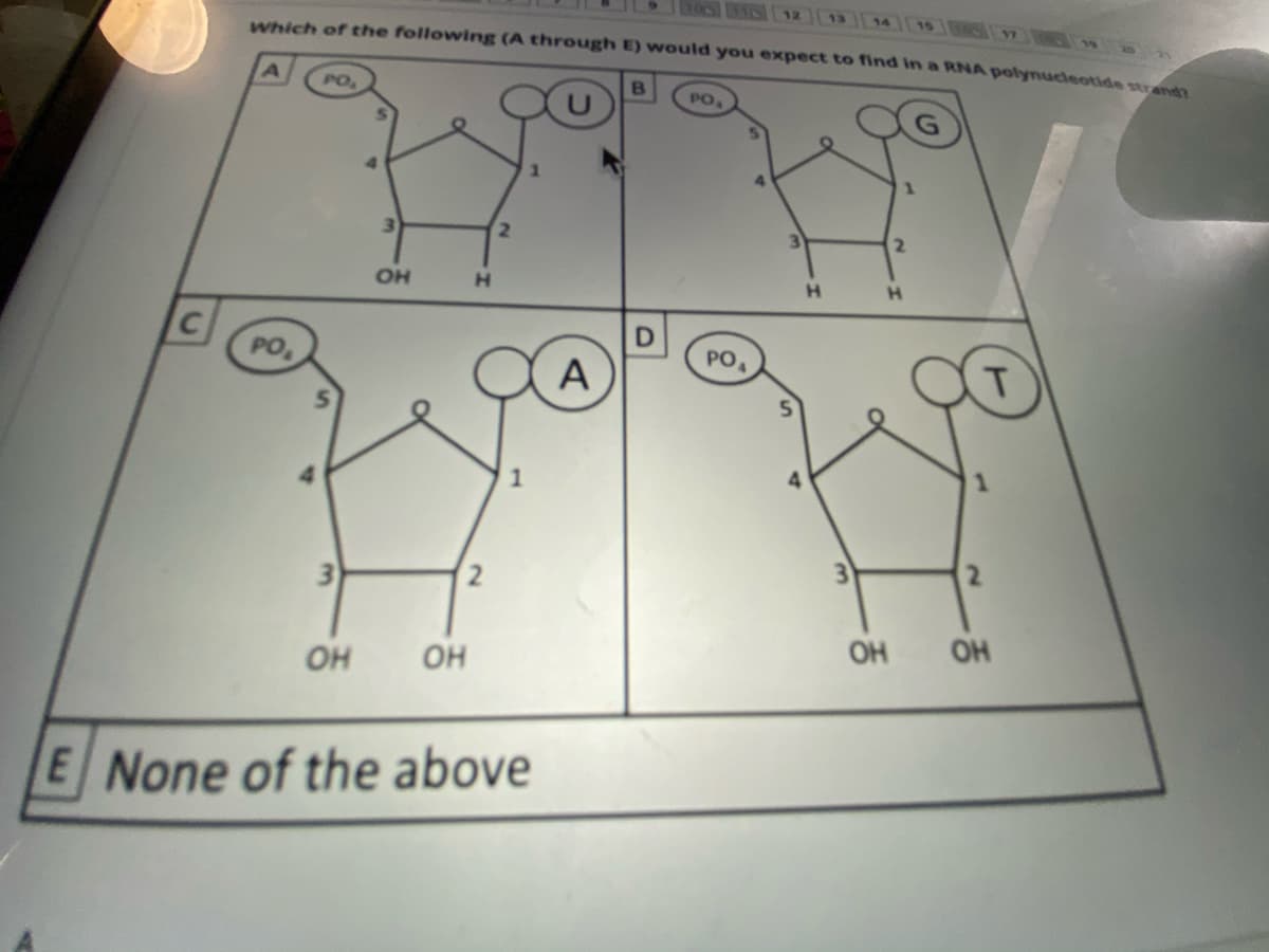 an25
Which of the following (A through E) would you expect to find in a RNA polynucdeotide strndn
PO
B
PO
2.
OH
H.
H.
PO
PO
A
1
3
2
OH
OH
он
он
E None of the above
