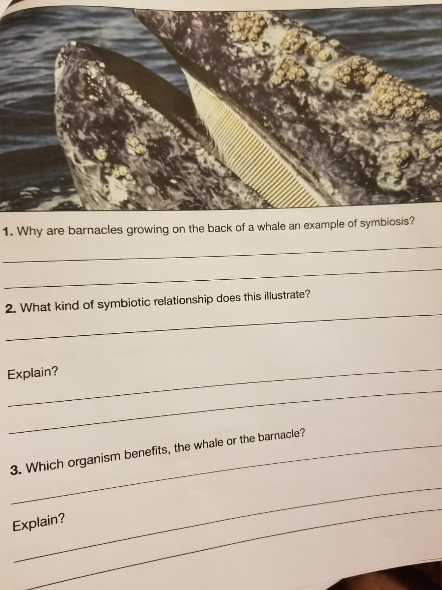 1. Why are barnacles growing on the back of a whale an example of symbiosis?
2. What kind of symbiotic relationship does this illustrate?
Explain?
3. Which organism benefits, the whale or the barnacle?
Explain?
