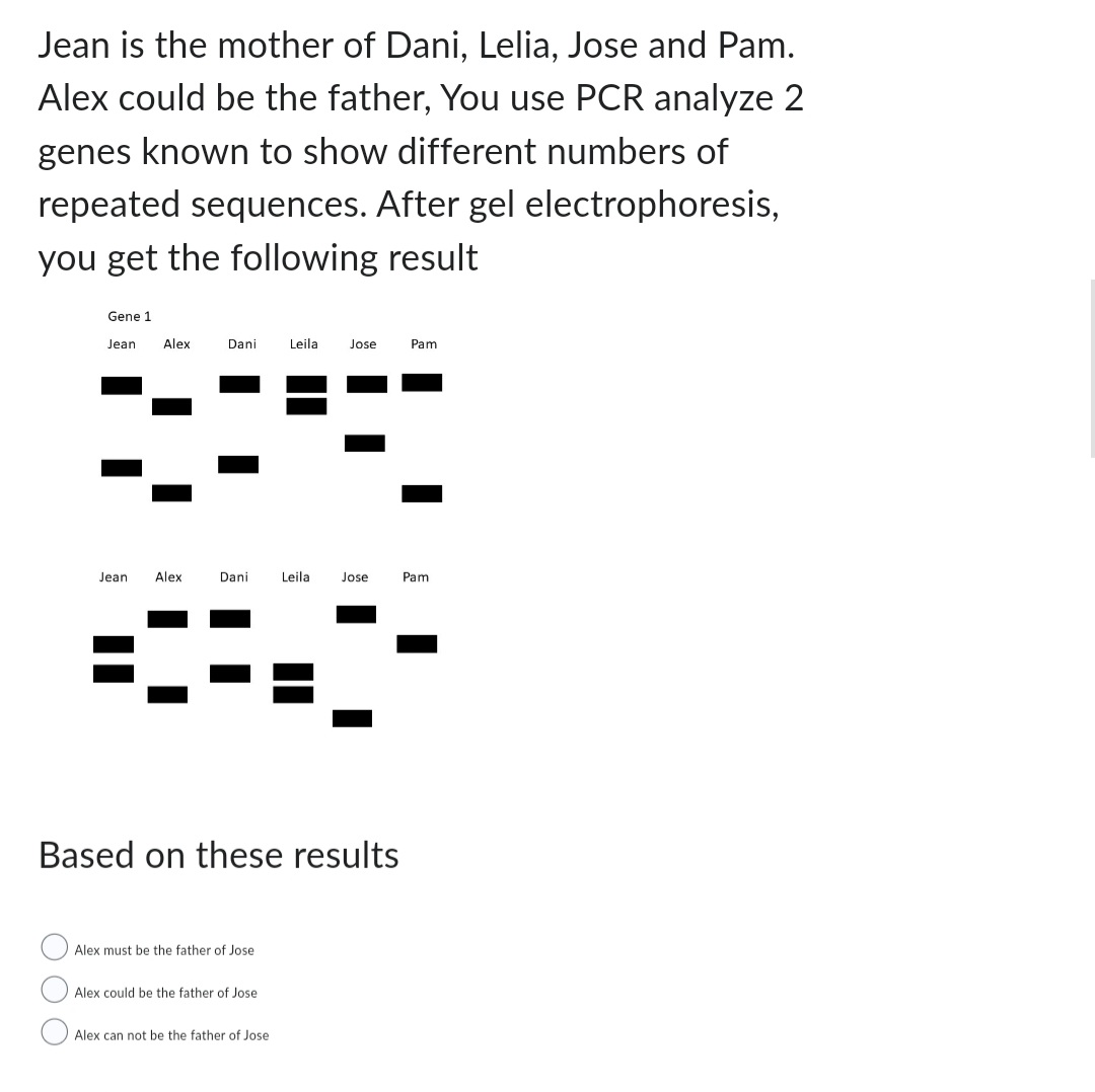 Jean is the mother of Dani, Lelia, Jose and Pam.
Alex could be the father, You use PCR analyze 2
genes known to show different numbers of
repeated sequences. After gel electrophoresis,
you get the following result
Gene 1
Jean Alex
Jean Alex
Dani
Dani
Alex must be the father of Jose
Based on these results
Alex could be the father of Jose
Leila Jose
Alex can not be the father of Jose
Leila Jose
Pam
Pam