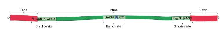 Exon
Exon
Intron
5
GGU Pu AGUA
UACUUAUCC
| PypN Py AGG
3'
5' splice site
Branch site
3' splice site
