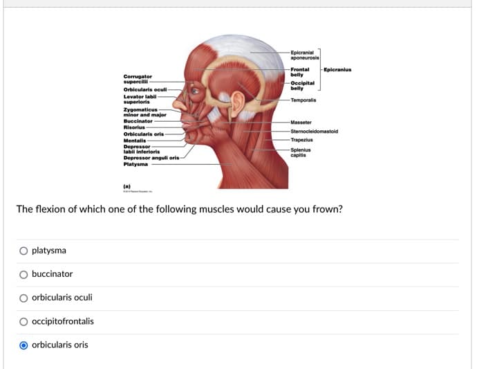 Epicranial
aponeurosis
Frontal
belly
-Epicranius
Corrugator
supercilii-
Occipital
belly
Orbicularis oculi-
Levator labi
superioris
Temporalis
Zygomaticus
minor and major
Buccinator
Risorius
Masseter
Sternocleidomastoid
Orbicularis oris -
Mentalis-
Trapezius
Depressor
labii inferioris
Splenius
capitis
Depressor anguli oris-
Platysma
(a)
The flexion of which one of the following muscles would cause you frown?
O platysma
O buccinator
orbicularis oculi
O occipitofrontalis
orbicularis oris
